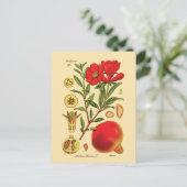 Carte Postale Illustration de la grenade ancienne (Debout devant)