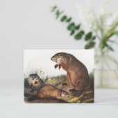 Carte Postale Illustration de la marmotte (Arctomys monax) (Debout devant)