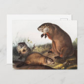 Carte Postale Illustration de la marmotte (Arctomys monax) (Devant / Derrière)