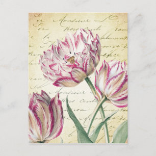 Carte Postale Illustration de la tulipe blanche et rose botaniqu