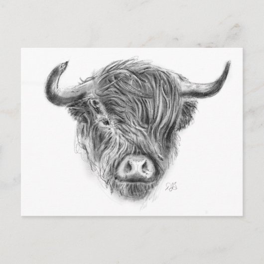 Carte Postale Illustration de la vache écossaise Highland (Devant)