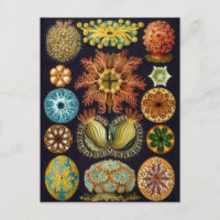 Illustration de la vie marine vintage