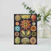 Carte Postale Illustration de la vie marine vintage (Debout devant)