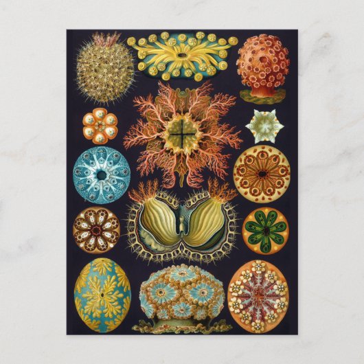 Carte Postale Illustration de la vie marine vintage (Devant)