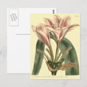 Carte Postale Illustration de l'Amaryllis à longues feuilles (Devant / Derrière)