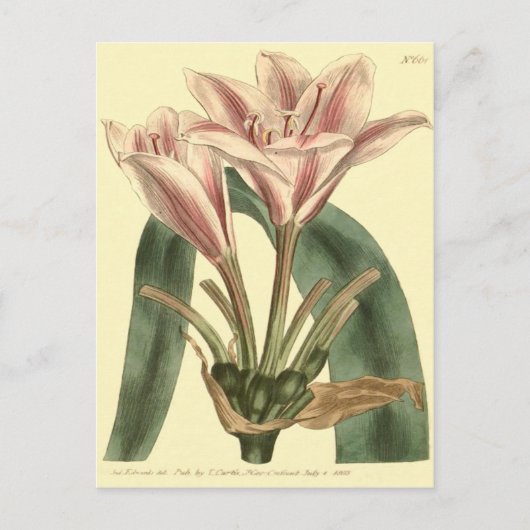 Carte Postale Illustration de l'Amaryllis à longues feuilles (Devant)