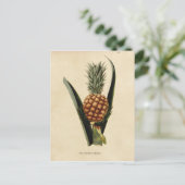 Carte Postale Illustration de l'ananas vintage (Debout devant)