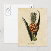 Carte Postale Illustration de l'ananas vintage (Devant / Derrière)