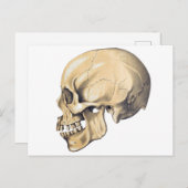 Carte Postale Illustration de l'anatomie crânienne vintage (Devant / Derrière)