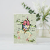 Carte Postale Illustration de l'anatomie de la grenouille (Debout devant)