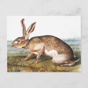 Carte Postale Illustration de lapin Lièvre texan (Lepus Texianus