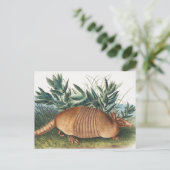 Carte Postale Illustration de l'Armadillo (Dasypus Peba) à neuf  (Debout devant)