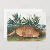Carte Postale Illustration de l'Armadillo (Dasypus Peba) à neuf  (Devant / Derrière)