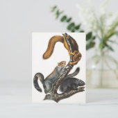 Carte Postale Illustration de l'écureuil de chat (Sciurus cinere (Debout devant)