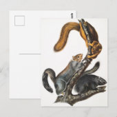 Carte Postale Illustration de l'écureuil de chat (Sciurus cinere (Devant / Derrière)