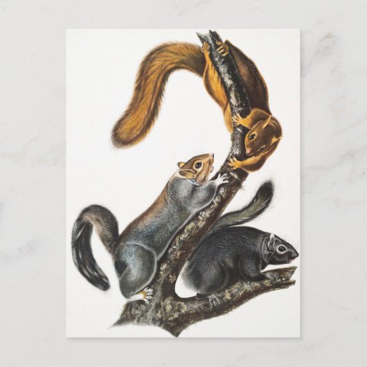 Carte Postale Illustration de l'écureuil de chat (Sciurus cinere (Devant)