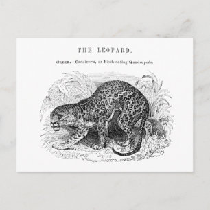 Carte Postale Illustration de léopard vintage faune