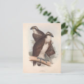 Carte Postale Illustration de l'histoire naturelle du balbuzard (Debout devant)