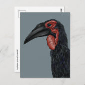 Carte Postale Illustration de l'hornbill du Sud (Devant / Derrière)