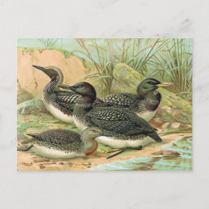 Carte Postale Illustration de l'oiseau Vintage des plongeons