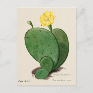 Carte Postale Illustration de l'Opuntia Fig Opuntia Cactus indie