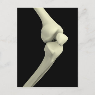Carte Postale Illustration De L'Os Du Genou, Courbe