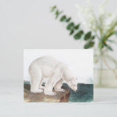 Carte Postale Illustration de l'Ours polaire (Ursus maritimus) (Debout devant)
