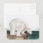 Carte Postale Illustration de l'Ours polaire (Ursus maritimus) (Devant / Derrière)