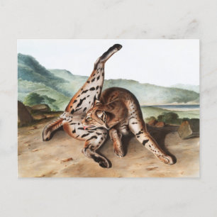 Carte Postale Illustration de Lynx texane (Lynx rufus var macula