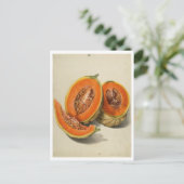 Carte Postale Illustration de melon de cantaloupe coupé (Debout devant)