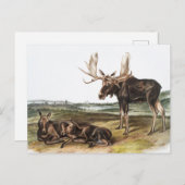 Carte Postale Illustration de Moose Deer (Servus alces) (Devant / Derrière)