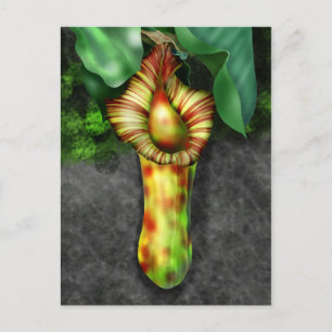 Carte Postale Illustration de Nepenthes, Pitcher Plante