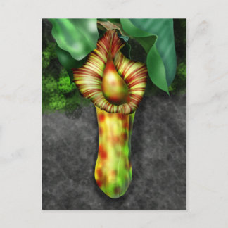 Carte Postale Illustration de Nepenthes, Pitcher Plante