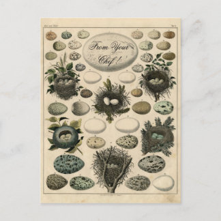 Carte Postale Illustration de nids d'oiseaux vintages -Carte pos