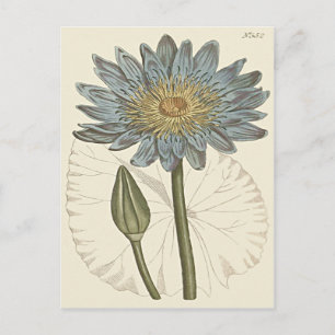 Carte Postale Illustration de Nymphéa bleu