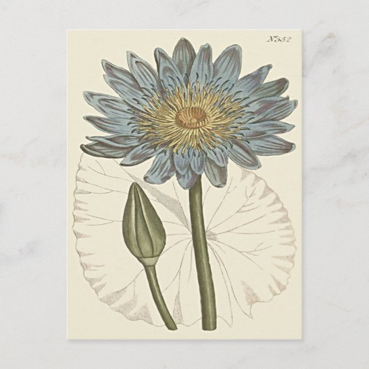 Carte Postale Illustration de Nymphéa bleu (Devant)