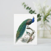 Carte Postale Illustration de paon vintage (Debout devant)