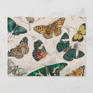 Carte Postale Illustration de papillon antique : 1820 Orfèvre