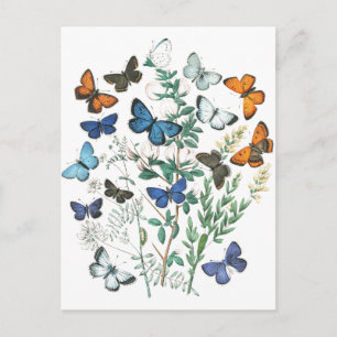 Carte Postale Illustration de papillons vintage