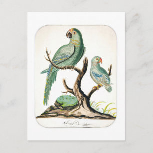 Carte Postale Illustration de perroquet vintage