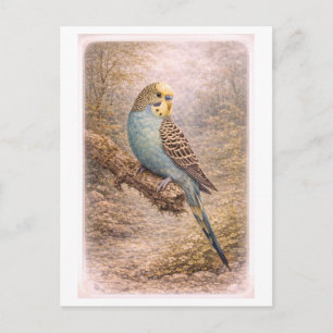 Carte Postale Illustration de perruche de style vintage