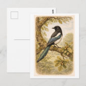 Carte Postale Illustration de pie à l'ancienne (Devant / Derrière)