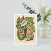 Carte Postale Illustration de plante de caladium multicolore (Debout devant)