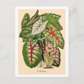 Carte Postale Illustration de plante de caladium multicolore (Devant)