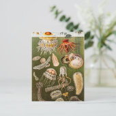 Carte Postale Illustration de poisson d'antiquité de la méduse v (Debout devant)