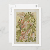 Carte Postale illustration de poisson vintage (Devant / Derrière)