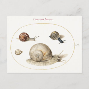 Carte Postale Illustration de quatre escargots