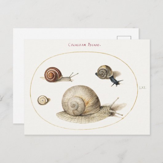 Carte Postale Illustration de quatre escargots (Devant / Derrière)