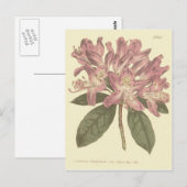 Carte Postale Illustration de rhododendron pourpre (Devant / Derrière)