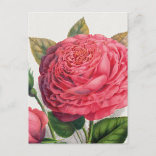 Carte Postale Illustration de rose rose vintage